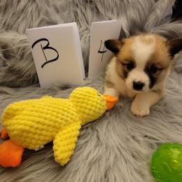 Boy 4 - Red male Pembroke Welsh Corgi puppy in Poplar, Wisconsin from Tshandra Corgis