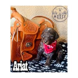 Ariat - Merle female Bernedoodle puppy in Belleville, Michigan from Moose Tracks Bernedoodles