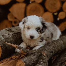 Aussiedoodle Puppies from Aunt Mae’s Doodles