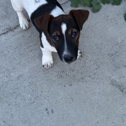 Muskrat - Tri-color male Russell Terrier puppy in Great Falls, Montana from VS Golden Fields