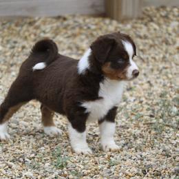 Border Collie, English Setter, and Miniature American Shepherd Puppies from First Harmony Farms