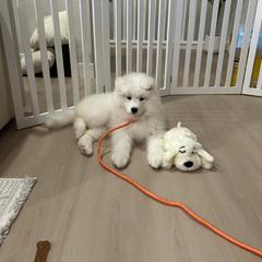 Bumi - White and biscuit female Samoyed puppy in Colorado Springs, Colorado from T&M Samoyeds