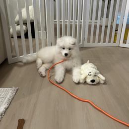 Bumi - White and biscuit female Samoyed puppy in Colorado Springs, Colorado from T&M Samoyeds