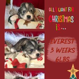 Everest - Gray and white male Siberian Husky puppy in Florence, Kentucky from Moonlight Howl Huskies