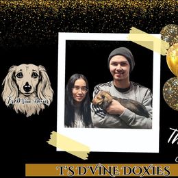 Dachshund Puppies from T’s D’Vine Doxies