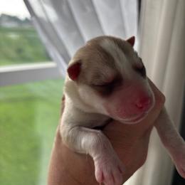 Girl 1 - Gold - Sable and white female Siberian Husky puppy in Independence, Wisconsin from Hito's Huskies