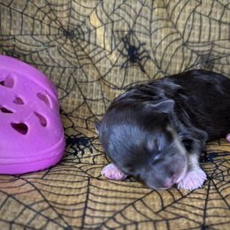 Harper - Liver female Miniature Schnauzer puppy in Placerville, California from Rpuppies