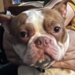 Oakley - Boston Terrier