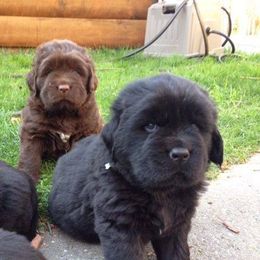 Newfoundland Puppies from Sweetwater Newfoundland