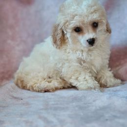 Star - Cream female Poodle puppy in Maplewood, New Jersey from Poos&Bulls Keepsake