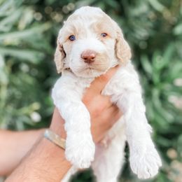 Boy 3 - Poodle puppy in La Verkin, Utah from LeBaron Standard Poodles