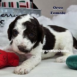 Goldendoodle and Labradoodle Puppies from Grace N Faith Doodles