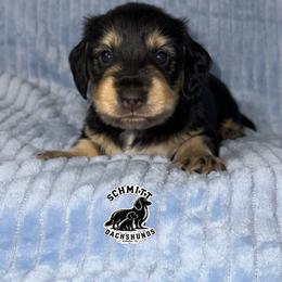Hook - Black and cream male Dachshund puppy in Ramona, Oklahoma from Schmitt Dachshunds
