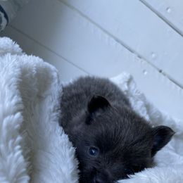Pomeranian Puppies from GA designer puppies