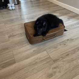 German Shepherd Puppies from Fancy GSDs