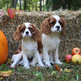 Cavalier King Charles Spaniels and English Springer Spaniels from Stratton Spaniels
