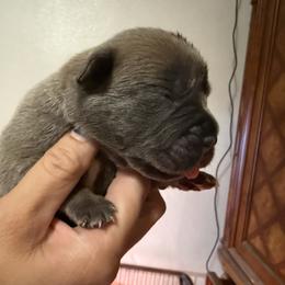 Girl 4 - Gray and fawn female Cane Corso puppy in Sandia, Texas from OneTime Cane Corso