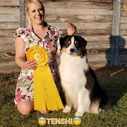 Tenshi - Australian Shepherd