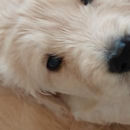 "Piper's baby (Golden Retriever)" Goldendoodle, Golden Retriever, and Sheepadoodle Puppies from Guppy Puppies