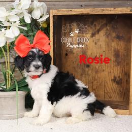 Rosie - Black and white female Bernedoodle puppy in Heyworth, Illinois from Cobble Creek Puppies