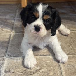 Cavalier King Charles Spaniel Puppies from Queen City Cavaliers