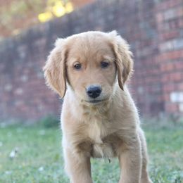 Golden Retrievers from A&W Goldens