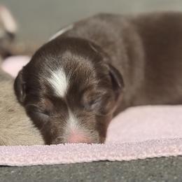 Posey - Red tri female Miniature Australian Shepherd puppy in North Lakeport, California from Wild Rose Ranch