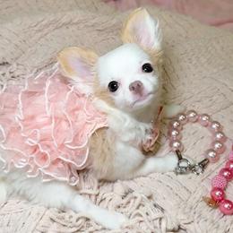 Fancy - Cream and white female Chihuahua puppy in Ozone Park (Queens), New York from Petite Pups LLC