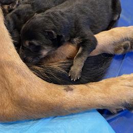 German Shepherd Puppies from Mission K9