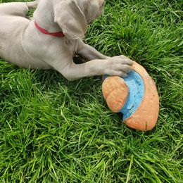 Weimaraner Puppies from Miller's Weimaraners