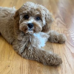 Cavapoo, Cockapoo, and Poodle Puppies from Benji’s Cockapoos