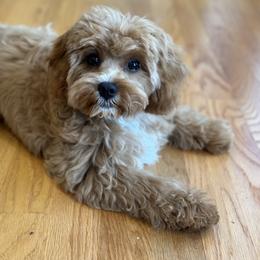Cavapoo, Cockapoo, and Poodle Puppies from Benji’s Cockapoos