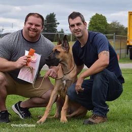 Great Dane Puppies from VanDelft Danes
