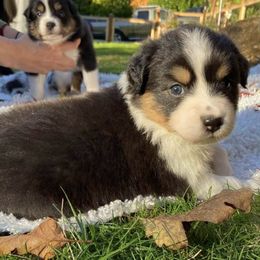 Australian Shepherds from Emerald City Aussies