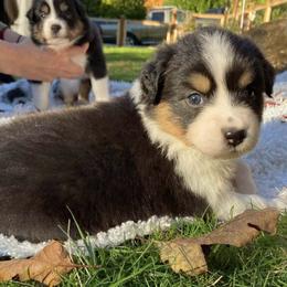 Australian Shepherds from Emerald City Aussies