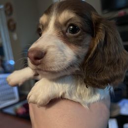 Dachshund Puppies from The Spotted Doxie