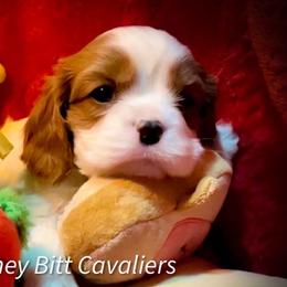 Cavalier King Charles Spaniels from Honey Bitt Cavaliers