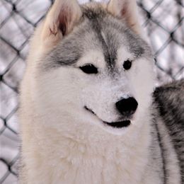 Siberian Husky All Grown Up from Shawna Wells