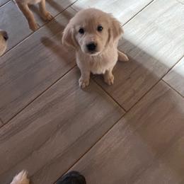 Orange Male - Golden male Golden Retriever puppy in Waddell, Arizona from Sunshine Mountain Retrievers