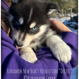 Runamok New Year's Resolution (aka Decree) - Black and white male Pomsky puppy in St. Maries, Idaho from Runamok Farm