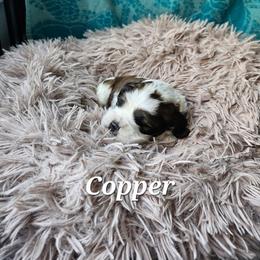 Cooper - Brown and white male Cocker Spaniel puppy in Midlothian, Virginia from Swift Creek Cocker Spaniels