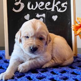 Maize - Golden female Golden Retriever puppy in Doniphan, Missouri from Stockford’s Golden Retrievers