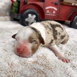 Max - Red merle male Australian Shepherd puppy in Boise, Idaho from Black Canyon Corral Aussies
