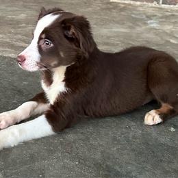 Boy 1 - Red tri male Miniature Australian Shepherd puppy in Hokes Bluff, Alabama from Alegria Toy Aussies
