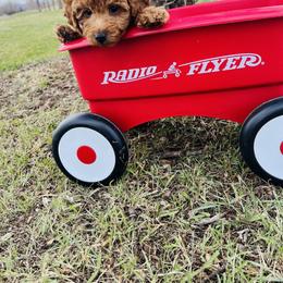 Goldendoodle Puppies from 406Doodles