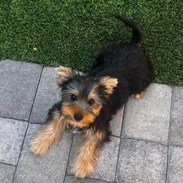 Pip - Black and tan male Yorkshire Terrier puppy in Phoenix, Arizona from Luxury Pups AZ