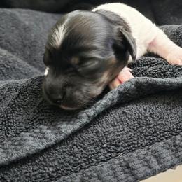 G1 - Black and tan female Dachshund puppy in Austin, Texas from Glorious Minis