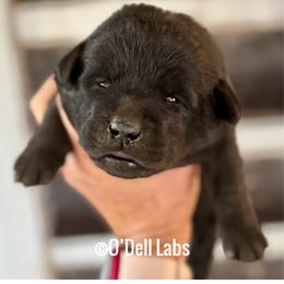 Olive - Black female Labrador Retriever puppy in Sullivan, Missouri from O’Dell Labs