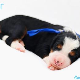 Thor - Tri-color male Bernedoodle puppy in Diamond Bar, California from Furrytaildoodles