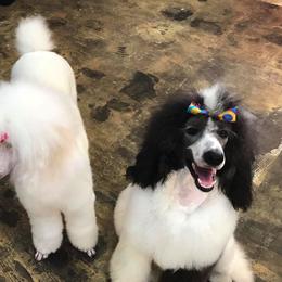Cocker Spaniels and Poodles from Ray of Lyght Kennels